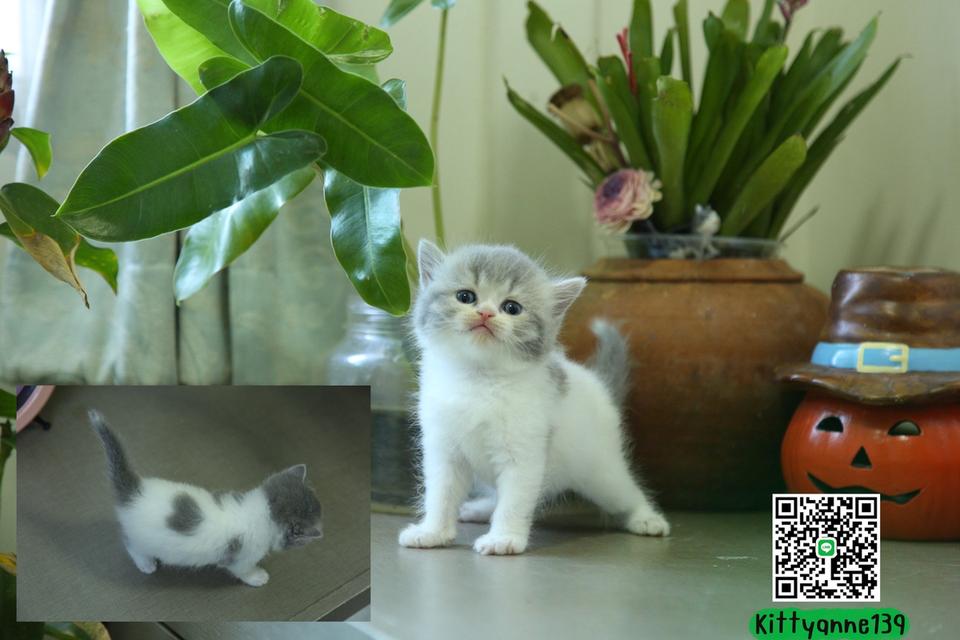 แมวหิมาลายันบริติชแท้