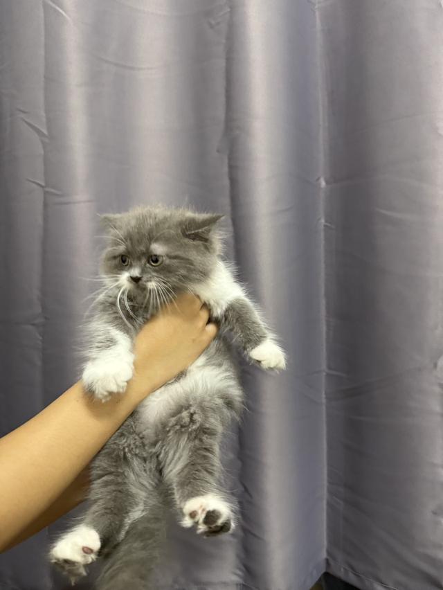 แก้ง 3 ทหารเสือ สก้อตติส+เปอร์เซีย