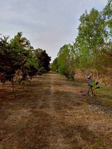 ขายที่ดิน เนื้อที่รวม 15-0-12.6 ไร่ ตำบลโคกสลุง อำเภอพัฒนานิคม จังหวัดลพบุรี