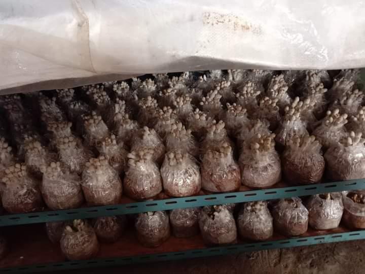 ก้อนเชื้อเห็ดโคนน้อย พร้อมคู่มือการดูแล