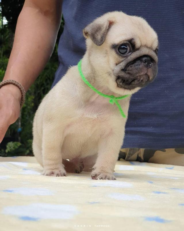 Pug Puppies  WhatsApp me : +66 63 826 3042 รูปที่ 4
