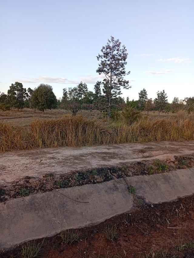 ที่ดินทุ่งนา 31 ไร่ 2 งาน 39 ตารางวา นส3. ติดคลองชลประทาน ใกล้ปั๊มน้ำมัน ห่างโรงพยาบาลโขงเจียม7กม. จ.อุบลราชธานีโขงเจียม รูปย่อยที่ 2