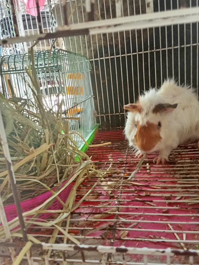 หนูขวัญพร้อมกรง650