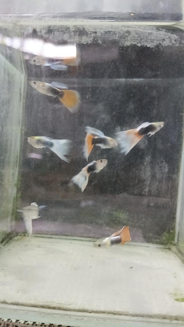 ปลาหางนกยูงตัวละ5บาท รูปที่ 11