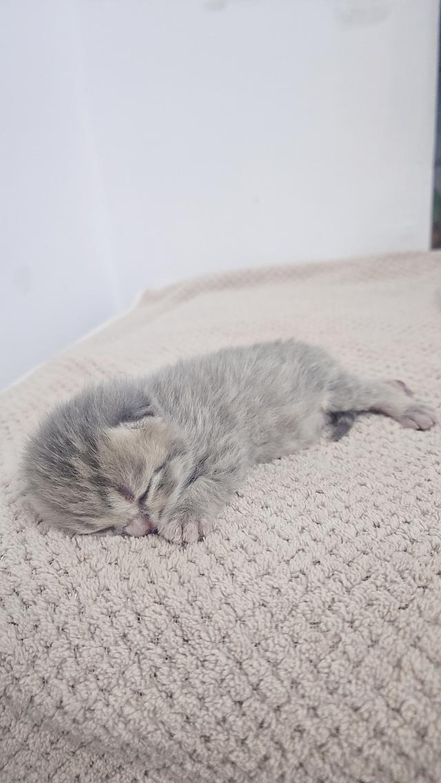 Scottish Fold สก็อตติชโฟลด์ แท้