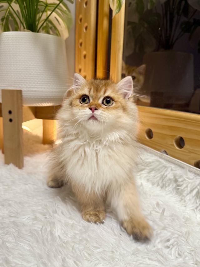 เด็กหญิงบริติช ลองแฮร์ (British Longhair)