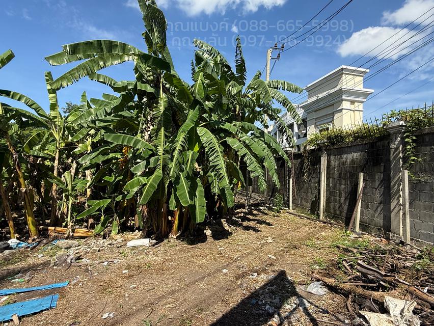 ที่ดินติดถนนใหญ่ราชพฤกษ์ 556 ตร.ว. 8