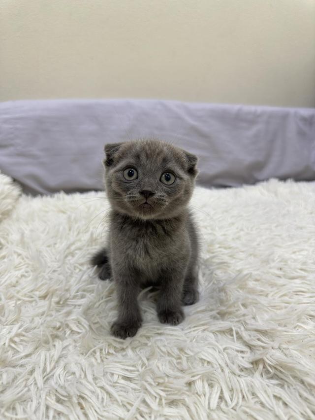 😺คุมะ สก็อตติชหูพับ มัดจำได้จ้า