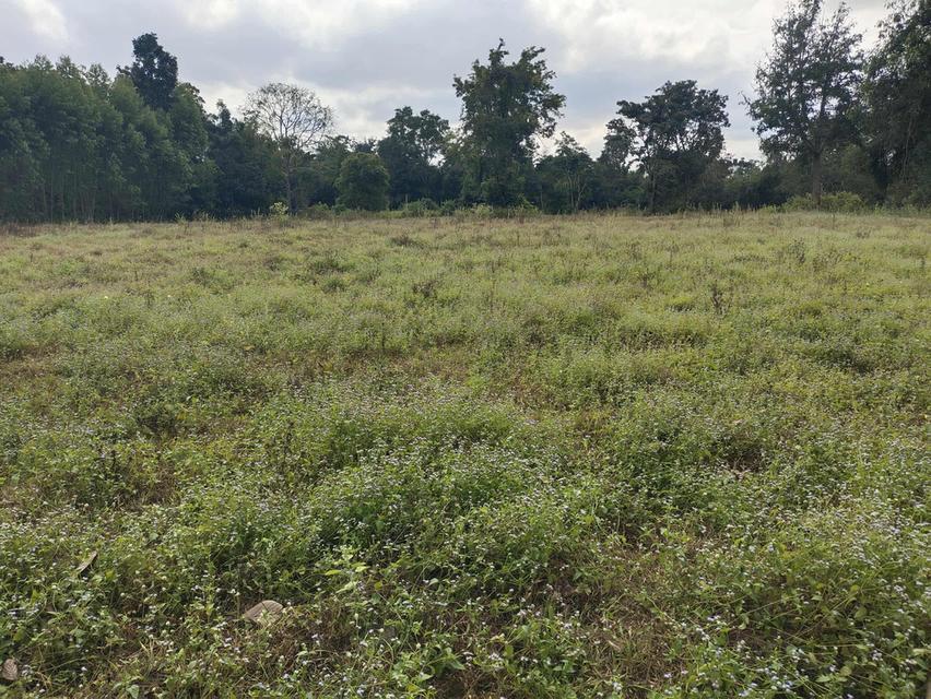 ที่ดินปักธงชัย นครราชสีมา 3