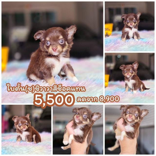 ชิวาวาแท้ขนยาวสีช็อค ผู้