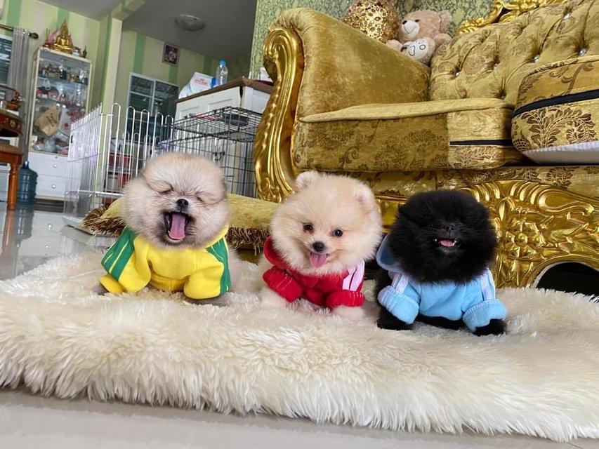 ลูกปอมแท้ อ้วนกลมหมี สีสวย ส่งฟรี