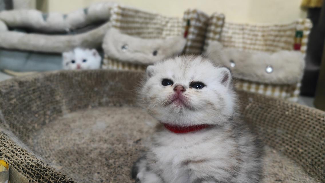 Scottish Fold (girl)