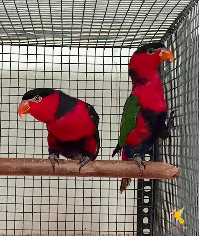Black Cap Lory Parrots  WhatsApp me : +66 63 826 3042