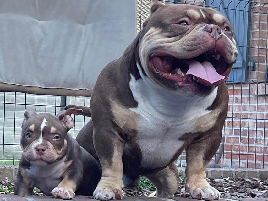 American Bully puppies  WhatsApp me : +66 63 826 3042