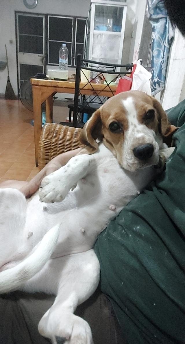 ขายสุนัขพันธุ์บีเกิ้ล 8