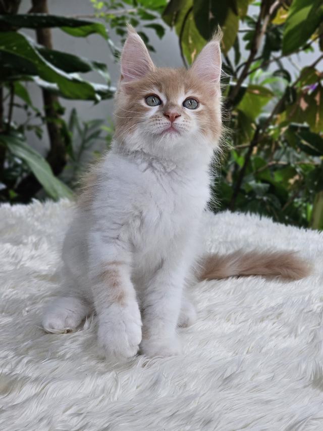 ลูกแมวเมนคูน เพศเมีย  10