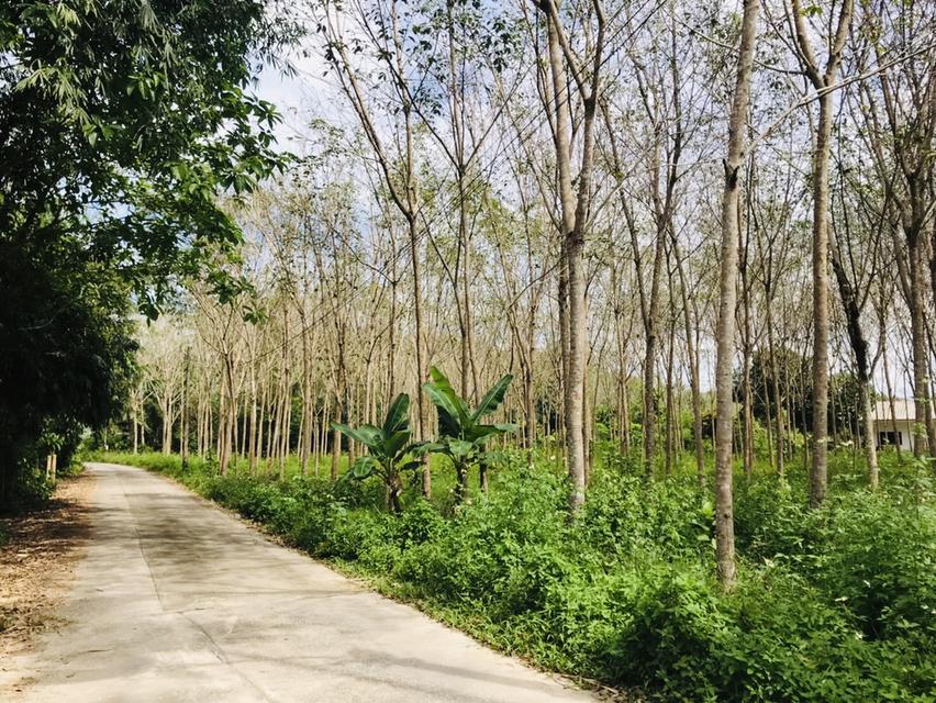 ขายที่ดินทำเลดี ต.บางม่วง อ.ตะกั่วป่า จ.พังงา 4