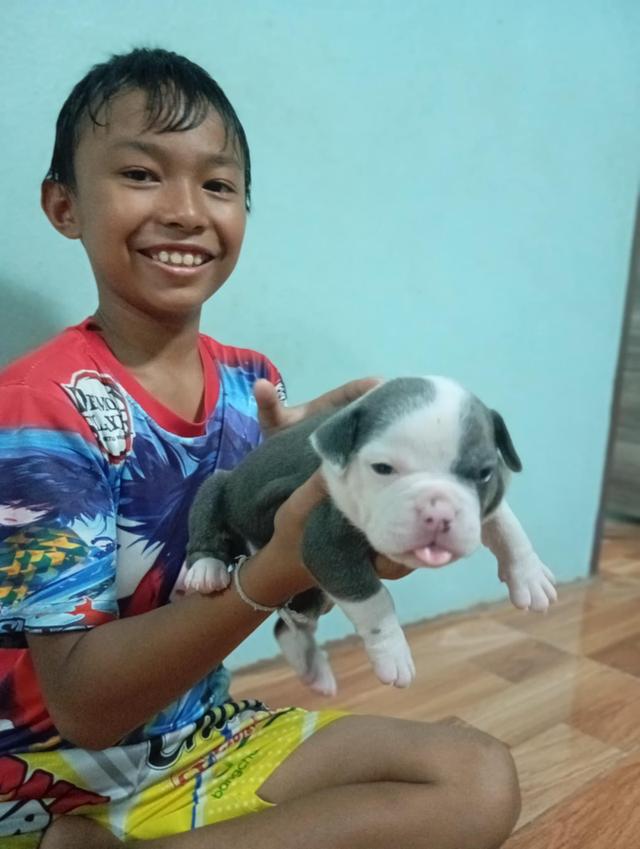 อเมริกันบูลลี่ เพศเมีย (สีเมอร์)