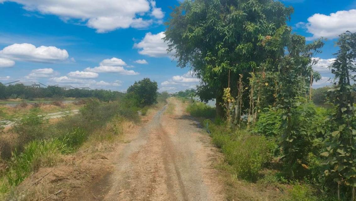 ที่ดินทำเลทอง ใกล้สนามบินสุวรรณภูมิเพียง 15 นาที ติดถนนวัดศรี จ.สมุทรปราการ 5