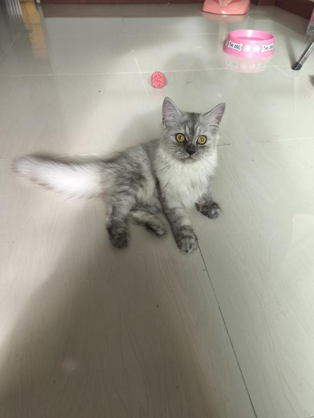 ลูกแมวเปอร์เซีย 
