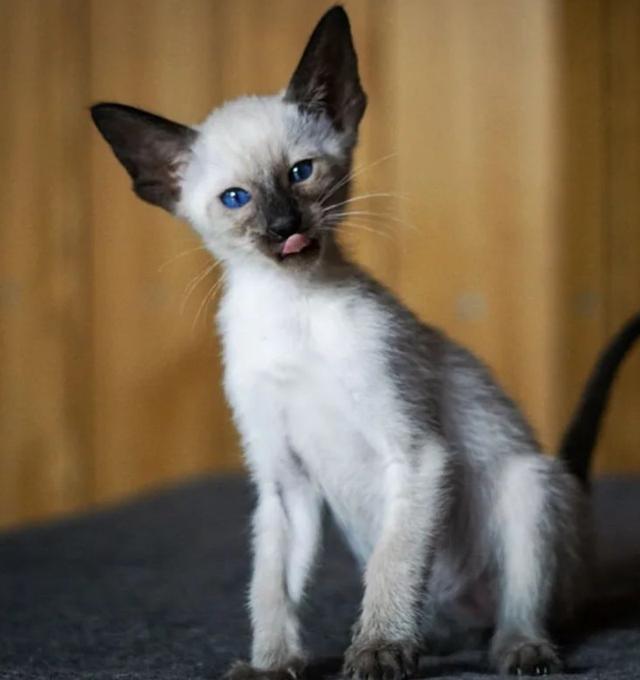 หาบ้านให้น้องแมวพันธุ์บาลีนีส หน้าสีน้ำตาลเข้ม
