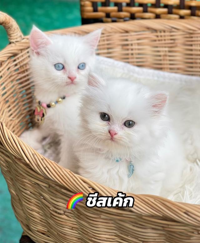 สาวน้อยสก็อตติช ตาฟ้า