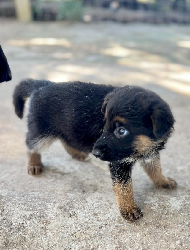 ลูกสุนัขอาเซเซี่ยนเพศเมีย 4