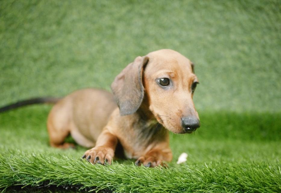 สาวน้อย ดัชชุน ขนสั้น ไซส์มินิ 2