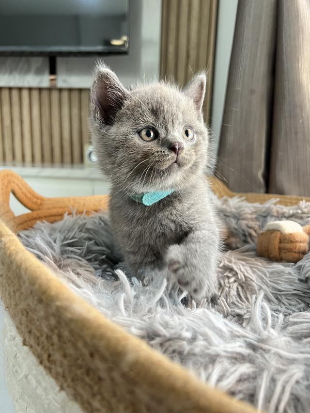 ลูกแมว บริติช ช็อตแฮร์ ใบเพ็ดนอกWCF(British Shorthair) 10