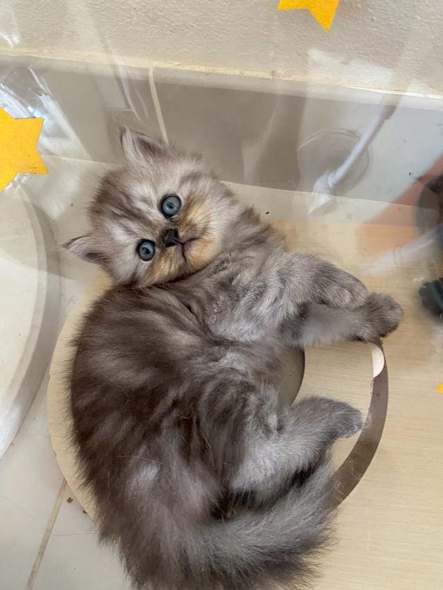 น้องแมว