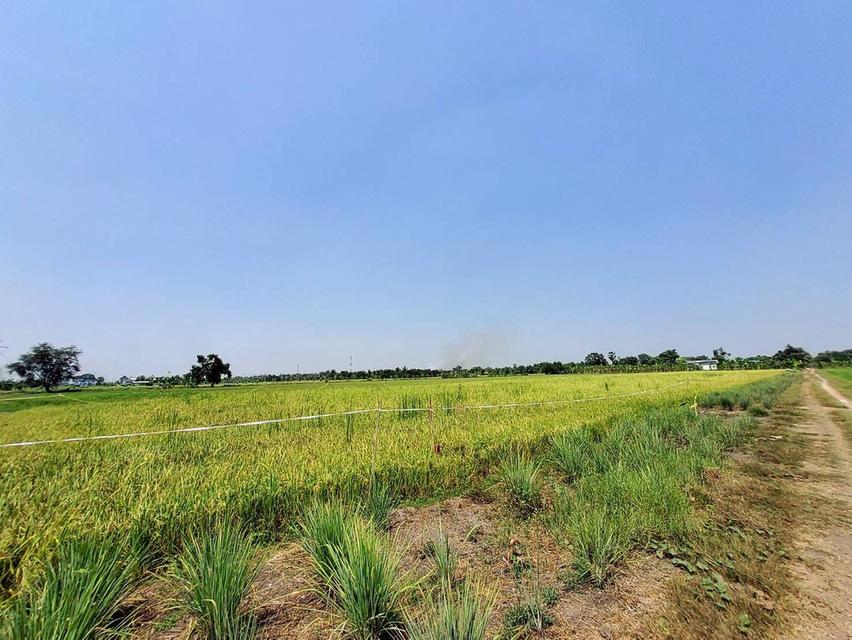ขายถูกที่ดิน 593 ตรว ติดถนนสาธารณะ คลอง8 หนองเสือ ปทุมธานี 2