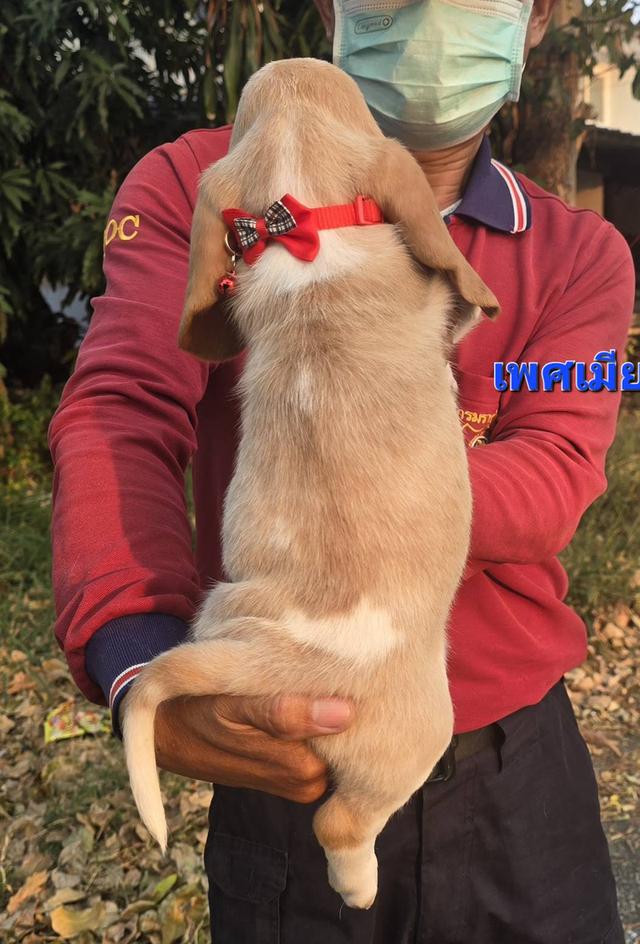 บาสเซ็ตฮาว์ดใบเพ็ดสมาคมพัฒนาพันธุ์สุนัข รูปที่ 9