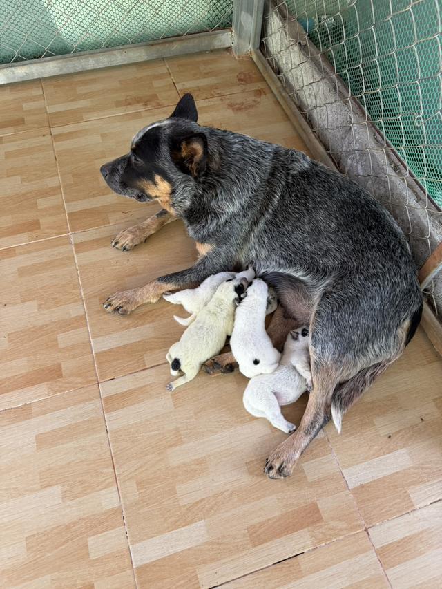 Australian Cattledog