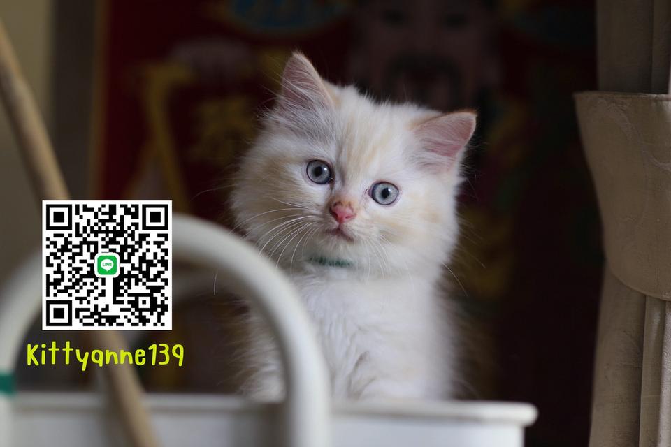 น้องแมวลูกครึ่งหิมาลายันผสมสก็อตติช 16