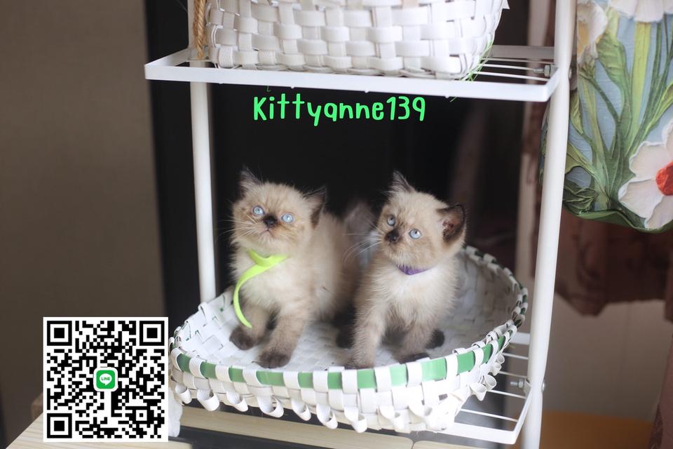 น้องแมวลูกครึ่งสก็อตติชเปอร์เซีย