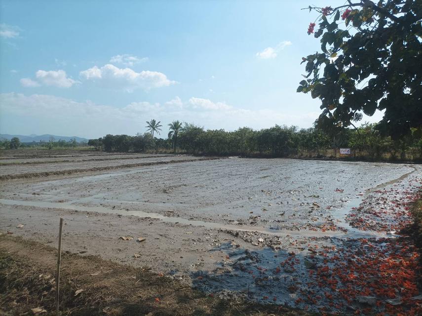 ขายที่ดิน 5ไร่3งาน ต.ป่าป้อง อ.ดอยสะเก็ด จ.เชียงใหม่ 3