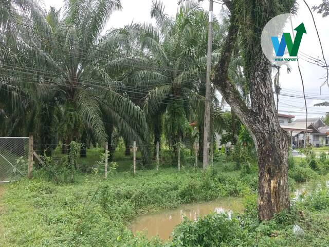 สวนปาล์มพร้อมทำต่อได้ทันทีในควนขนุน 6