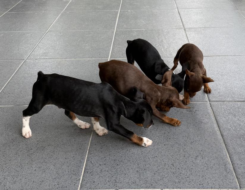 ลูกสุนัขพันธุ์มิเนเจอร์ (Miniature Dogs) 18
