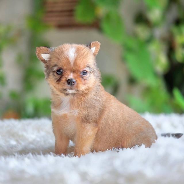 ชิวาวาแท้ ขนสองชั้น เมีย รูปที่ 4