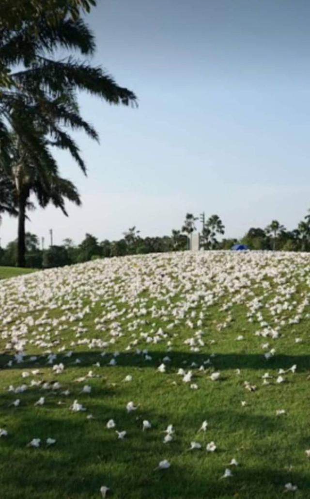 ขายที่ดินแปลงสวย ขนาด 1 ไร่ หมู่บ้านปํญญารามอินทรา (P1) ถูกที่สุดในโครงการ