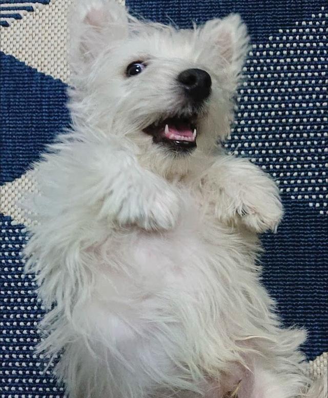 ขายสุนัขพันธุ์ West Highland White Terrier เกรดเลี้ยงเล่น 4