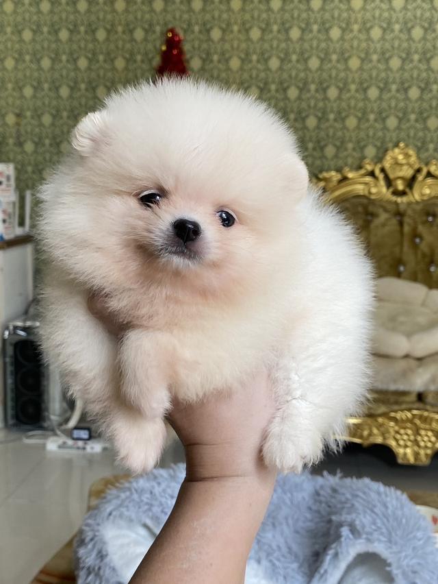 ลูกปอมแท้ อ้วนกลมฟู หมี ขนแน่นหนา ทรงสวย ต้ารักมากก สอบถามได้ค่ะ