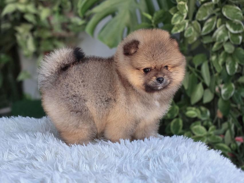 ปอมเมอเรเนัยนแท้ สีส้ม เพศเมีย รูปที่ 12