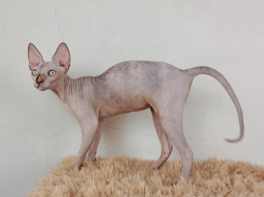 3.แมวสฟิงซ์/เพศเมีย หาบ้าน Sphynx Cat/Female looking for a new home 6