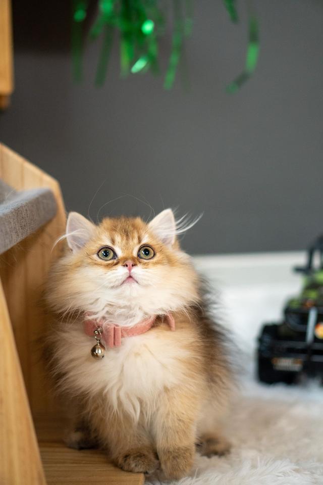 เด็กหญิงบริติช ลองแฮร์ (British Longhair)