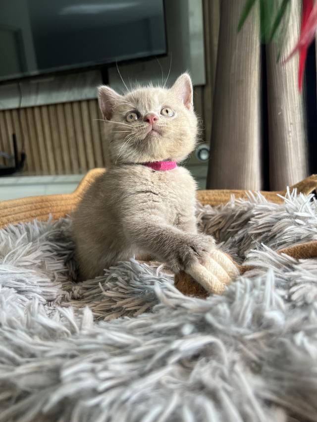 ลูกแมว บริติช ช็อตแฮร์ ใบเพ็ดนอกWCF(British Shorthair) 6
