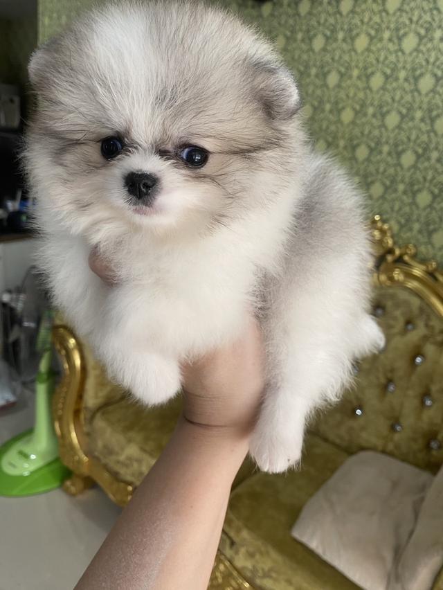 ปอมเมอเรเนียนแท้ เด็กๆพร้อมย้ายบ้านทุกตัวจ้า รูปที่ 3