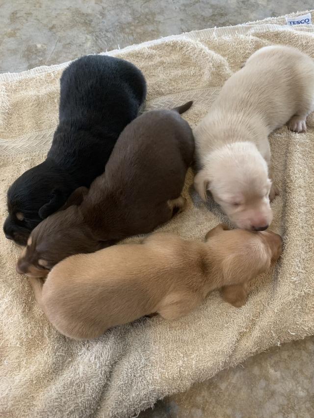 ดัชชุน ไซส์มินิ เปิดจอง