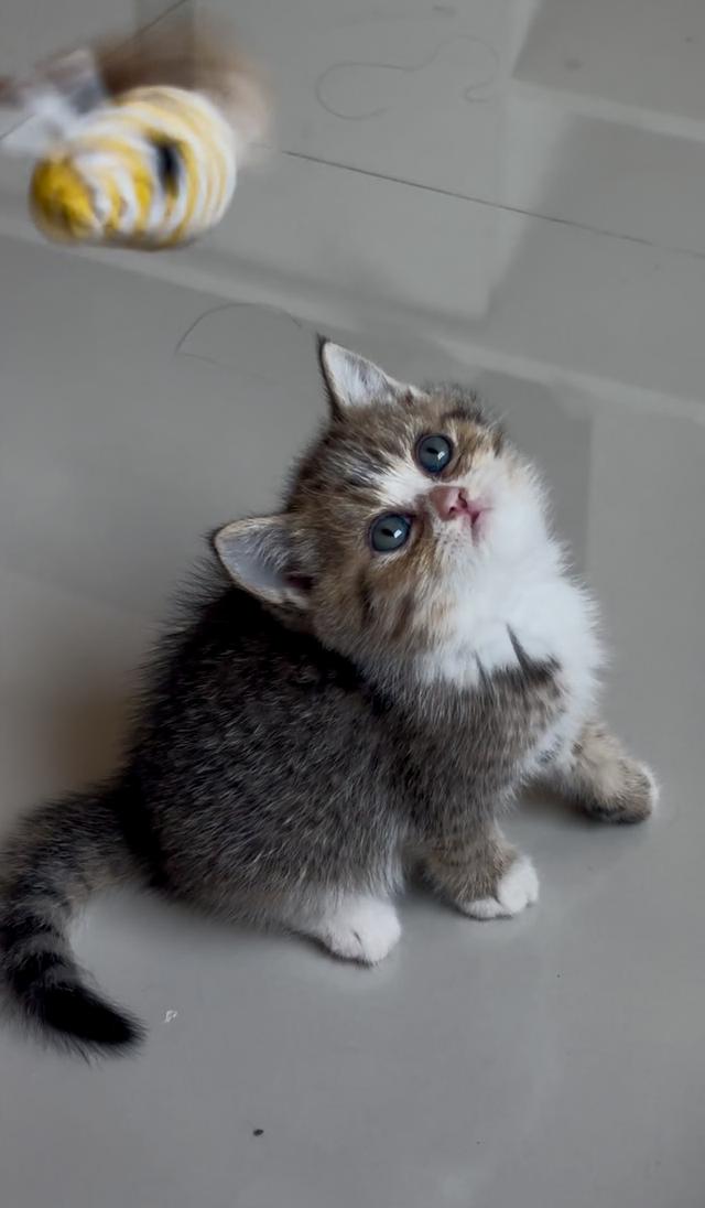 แมวบริติช ช็อตแฮร์ British shorthair 