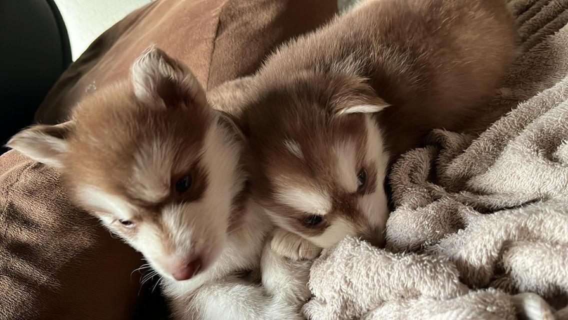 ว่างเด็กหญิง2ตัวสุดท้ายนะคะ ไม่ไกลมากส่งฟรีค๊าจัดโปร รูปที่ 3